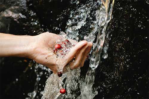 coffee being held in a hand under a waterfall. Part of the blog on the Bean Merchant page that explains different types of coffee processing, dry processing, wet processing, semi washed processing, and luwak processing