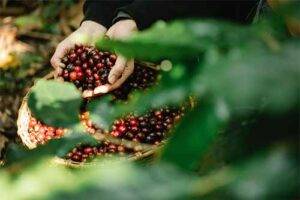An image of coffee beans obscured by a coffee tree. This is on the top of a blog on Bean Merchant that discusses the regional varieties in coffee beans