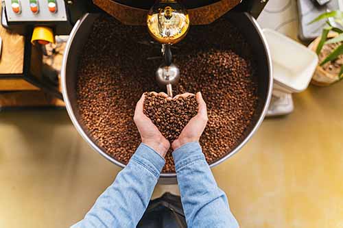 Coffee Roaster holding up fresh coffee beans on Bean Merchant's coffee freshness blog post.